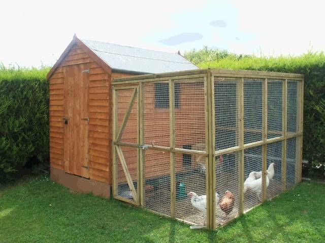 Do-it-yourself winter chicken coop for 100 chickens