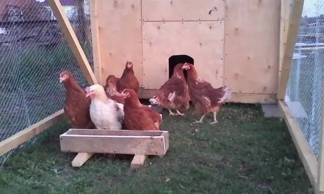 Do-it-yourself winter chicken coop for 100 chickens