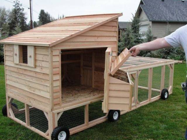 Do-it-yourself winter chicken coop for 100 chickens