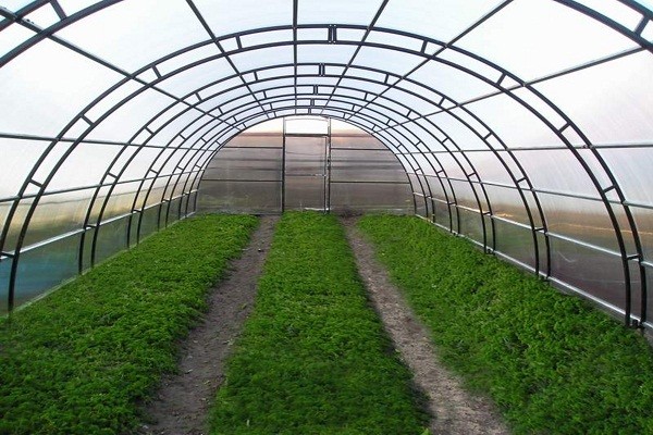 Do-it-yourself winter greenhouses: the best projects with photos