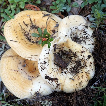 Do milk mushrooms grow in October and in which forest