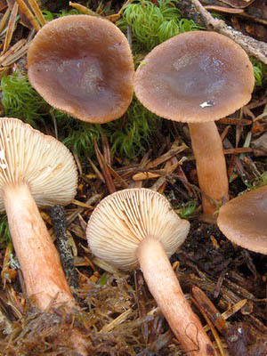 Do milk mushrooms grow in October and in which forest