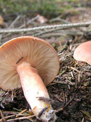 Do milk mushrooms grow in October and in which forest