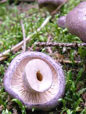 Do milk mushrooms grow in October and in which forest