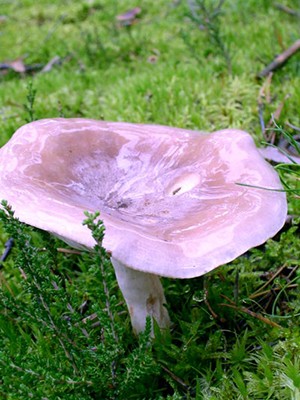 Do milk mushrooms grow in October and in which forest