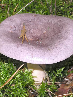 Do milk mushrooms grow in October and in which forest