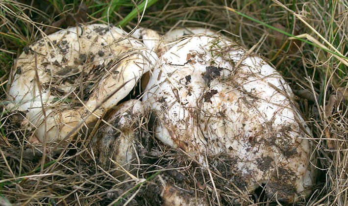 Do milk mushrooms grow in October and in which forest