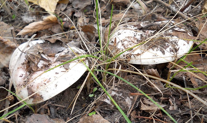 Do milk mushrooms grow in October and in which forest