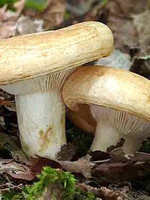 Do milk mushrooms grow in October and in which forest