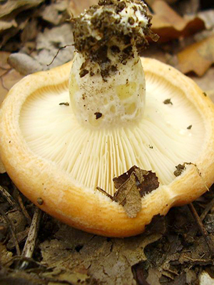 Do milk mushrooms grow in October and in which forest