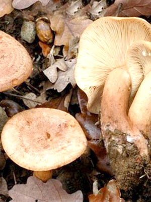 Do milk mushrooms grow in October and in which forest