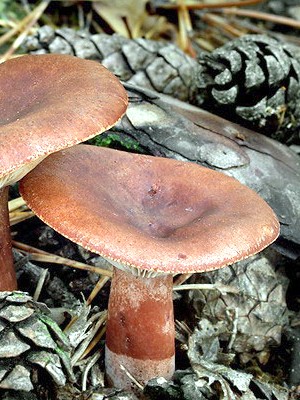 Do milk mushrooms grow in October and in which forest