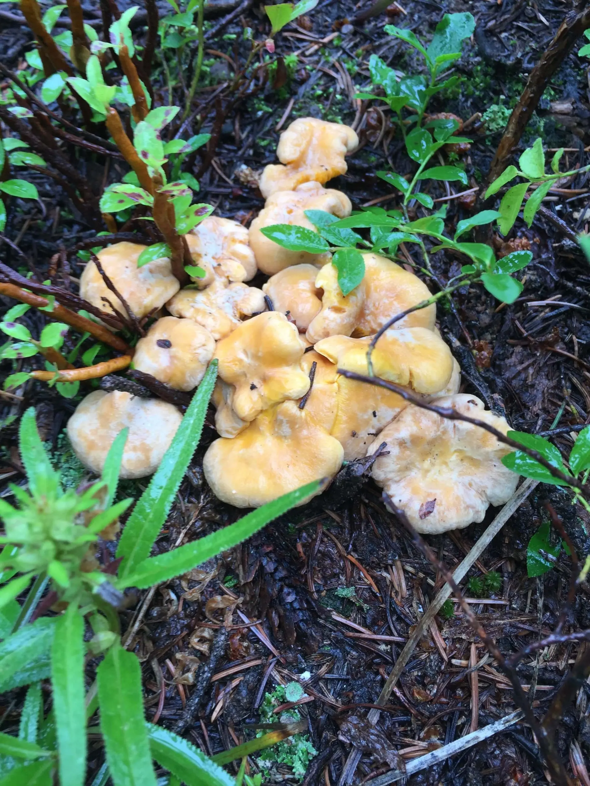 Do not pick mushrooms on the mat