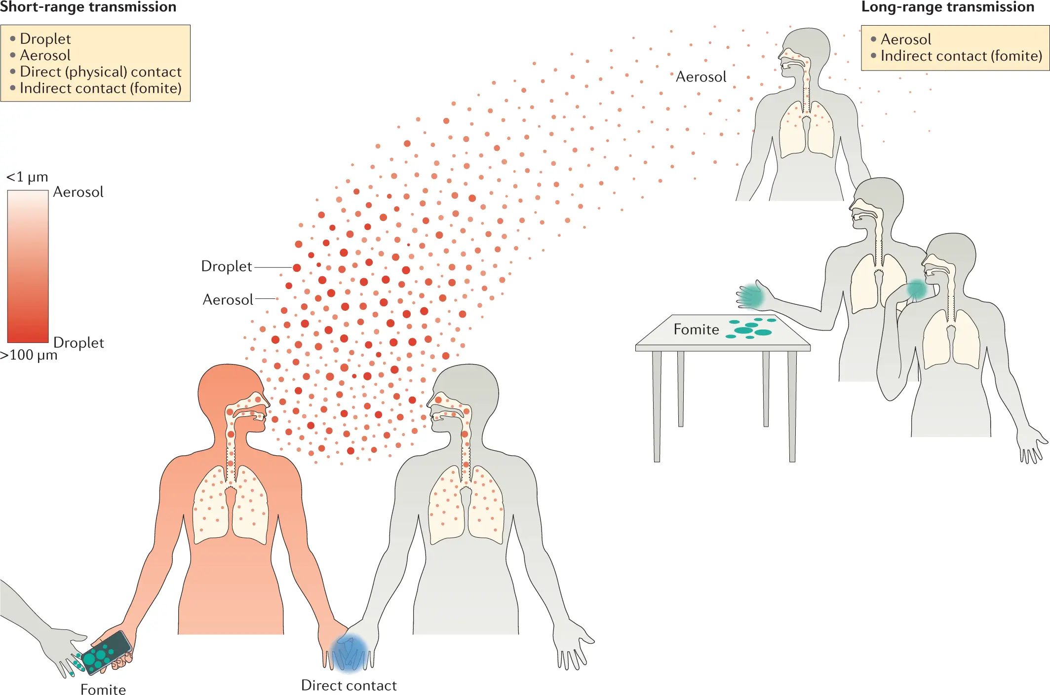 Do not underestimate the cough, it may be a sign of a serious illness