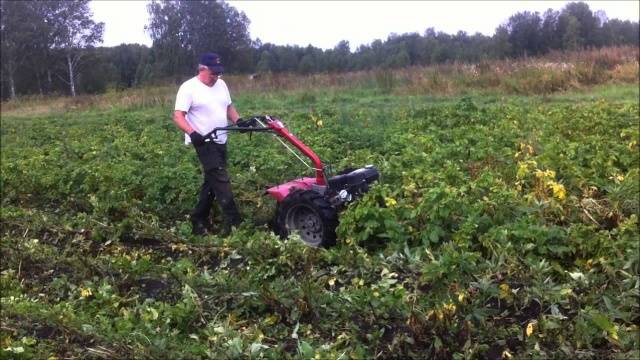 Do potatoes need tops: when to mow