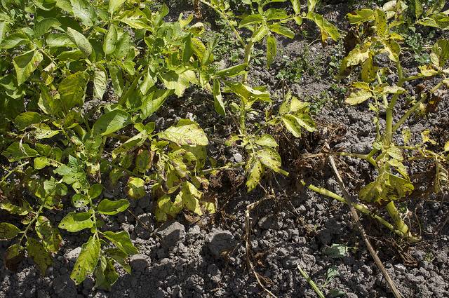 Do potatoes need tops: when to mow