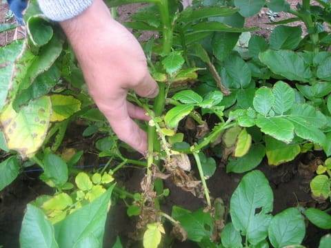 Do potatoes need tops: when to mow