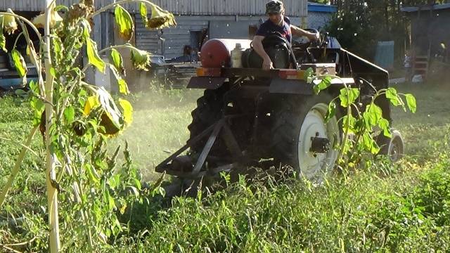 Do potatoes need tops: when to mow