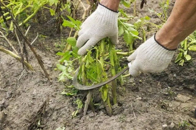 Do potatoes need tops: when to mow