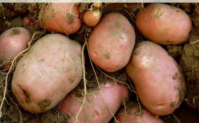 Do potatoes need tops: when to mow