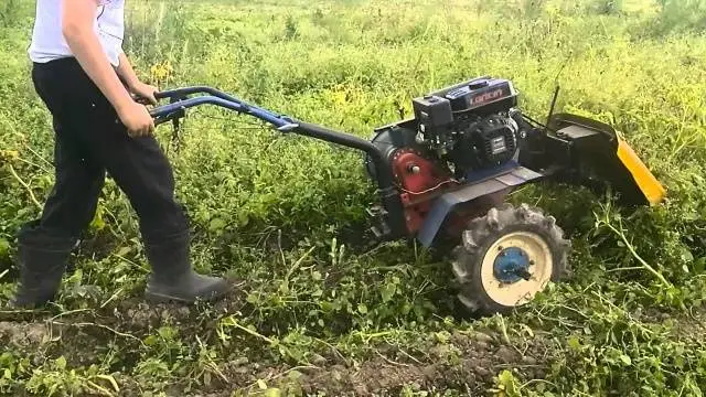 Do potatoes need tops: when to mow