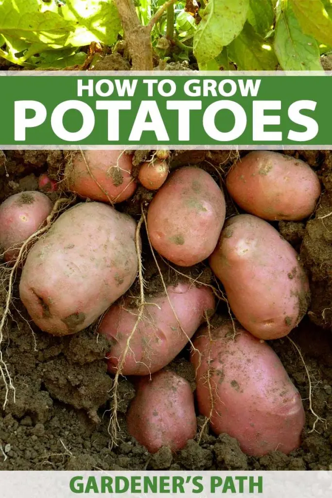 Do potatoes need tops: when to mow