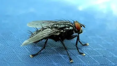 Do you have stomach ulcers? Flies may be to blame