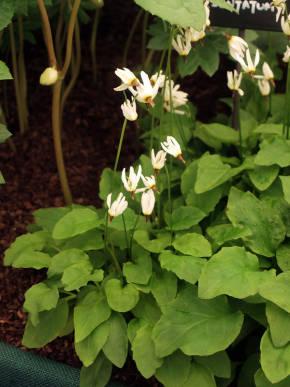 Dodecatheon: photo and description, types and varieties