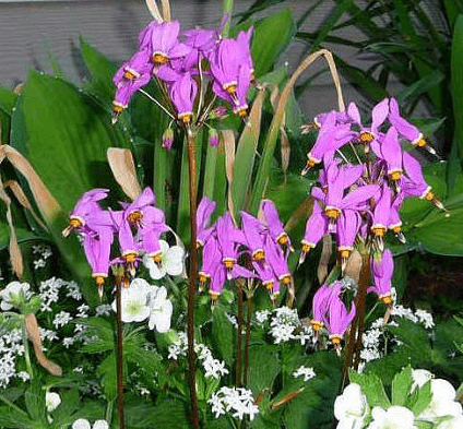 Dodecatheon: photo and description, types and varieties