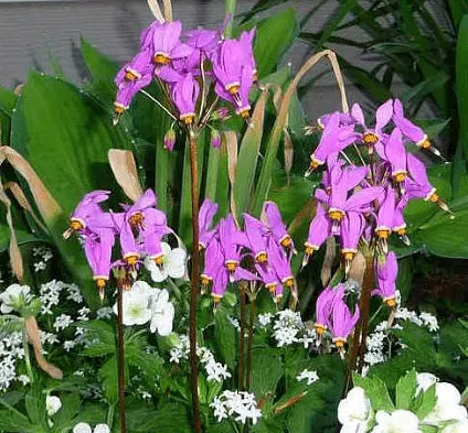 Dodecatheon: photo and description, types and varieties