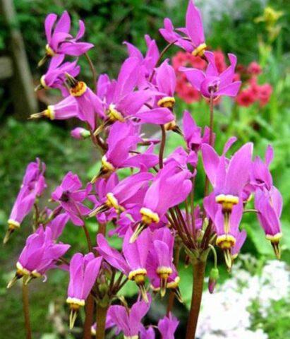 Dodecatheon: photo and description, types and varieties