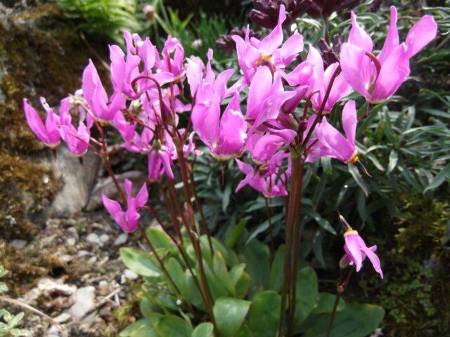 Dodecatheon: photo and description, types and varieties