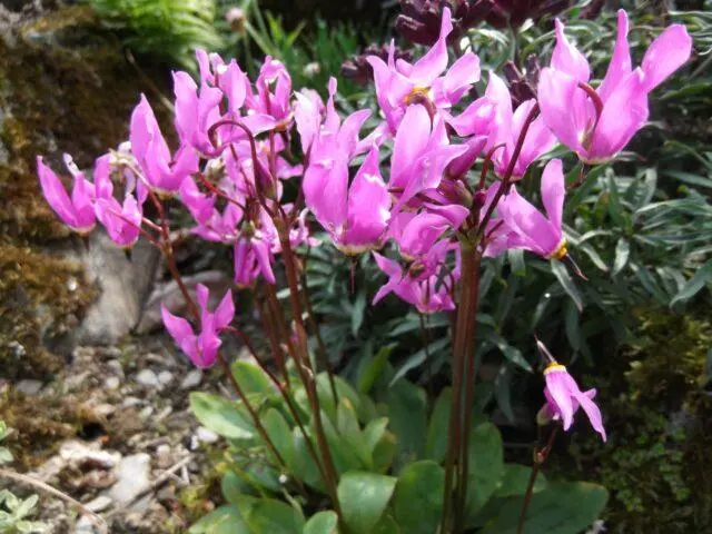 Dodecatheon: photo and description, types and varieties