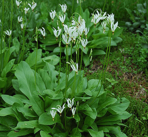 Dodecatheon: photo and description, types and varieties