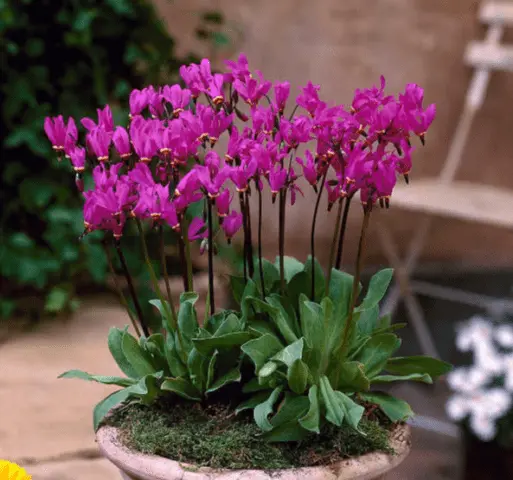 Dodecatheon: photo and description, types and varieties