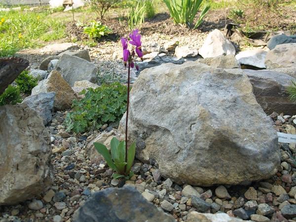 Dodecatheon: photo and description, types and varieties