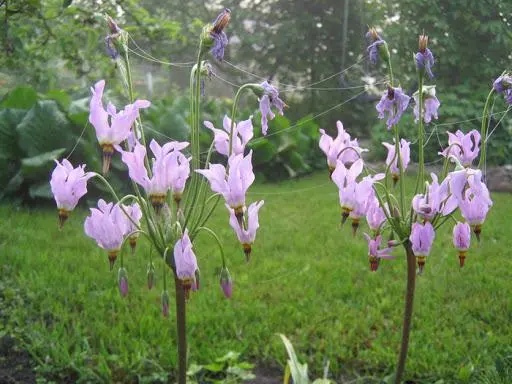 Dodecatheon: photo and description, types and varieties