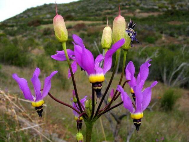 Dodecatheon: photo and description, types and varieties