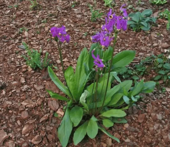 Dodecatheon: photo and description, types and varieties