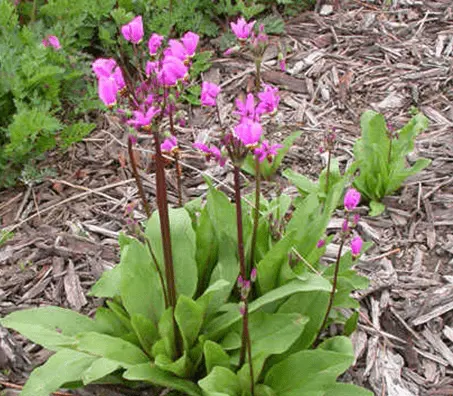 Dodecatheon: photo and description, types and varieties