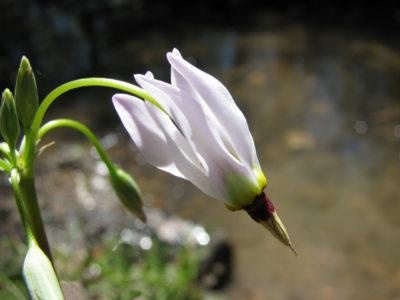 Dodecatheon: photo and description, types and varieties