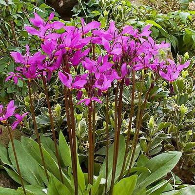 Dodecatheon: photo and description, types and varieties