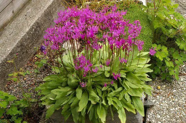 Dodecatheon: photo and description, types and varieties