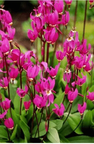 Dodecatheon: photo and description, types and varieties