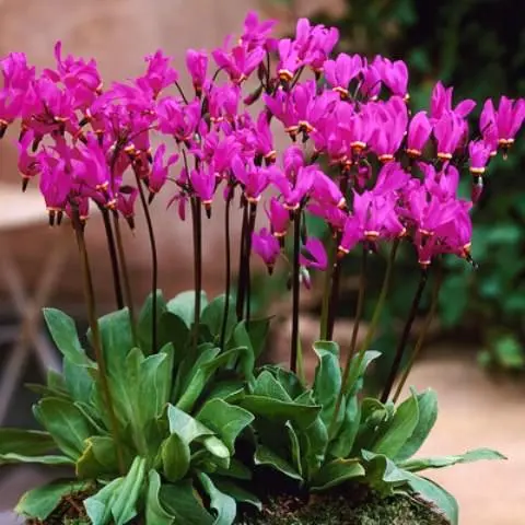 Dodecatheon: photo and description, types and varieties