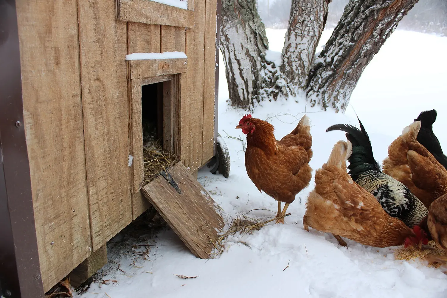 Does frost kill mites?