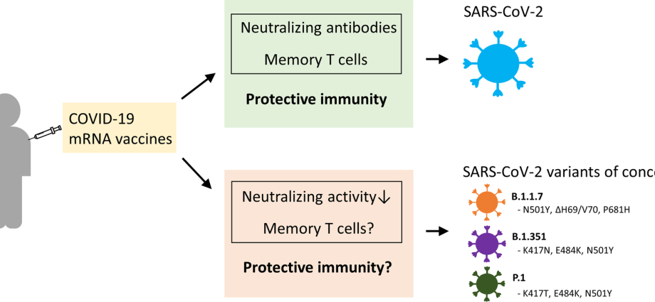 Does the Pfizer vaccine work against all mutations of the virus?