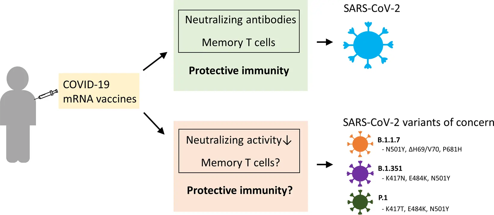 Does the Pfizer vaccine work against all mutations of the virus?