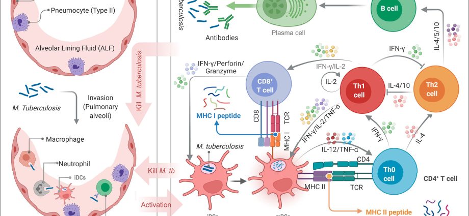 Does the tuberculosis vaccine protect against COVID-19? The expert replies