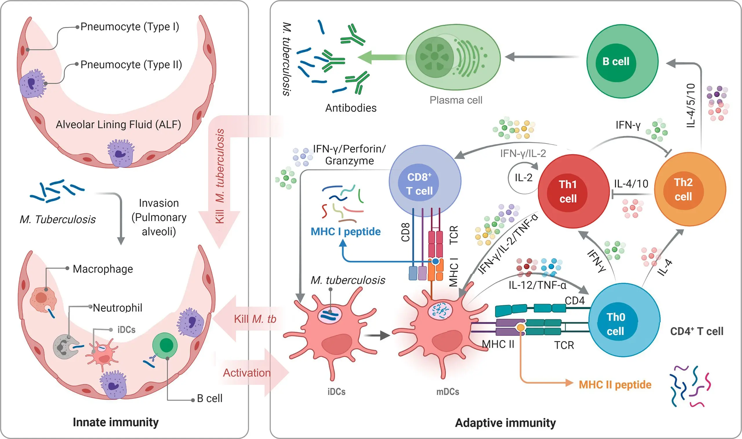 Does the tuberculosis vaccine protect against COVID-19? The expert replies